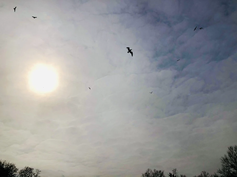 IMG_2210.jpg?type=w966