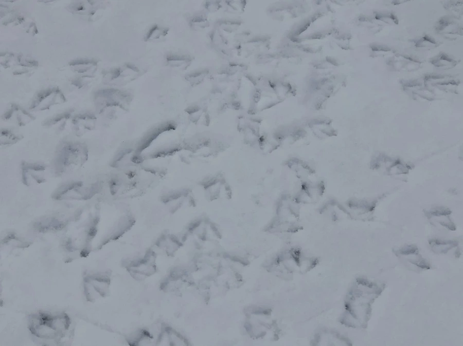 IMG_2549.jpg?type=w966