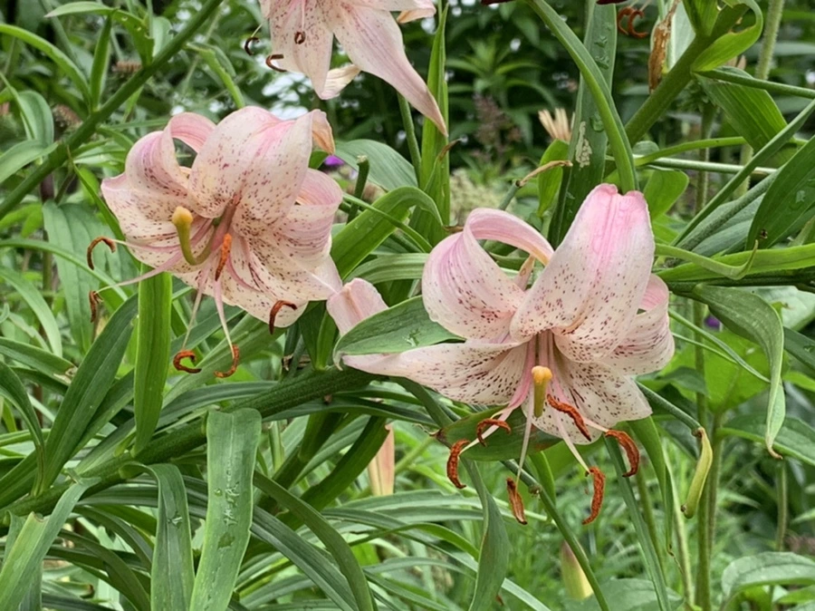 IMG_7616.jpg?type=w966