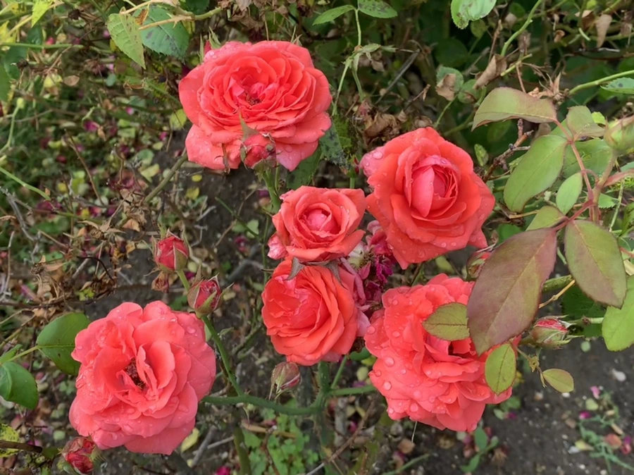 IMG_5031.jpg?type=w966