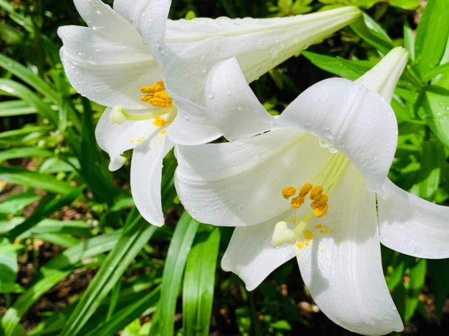 cyFe7eBn4ZnQCFokp_1W6soSP1Y