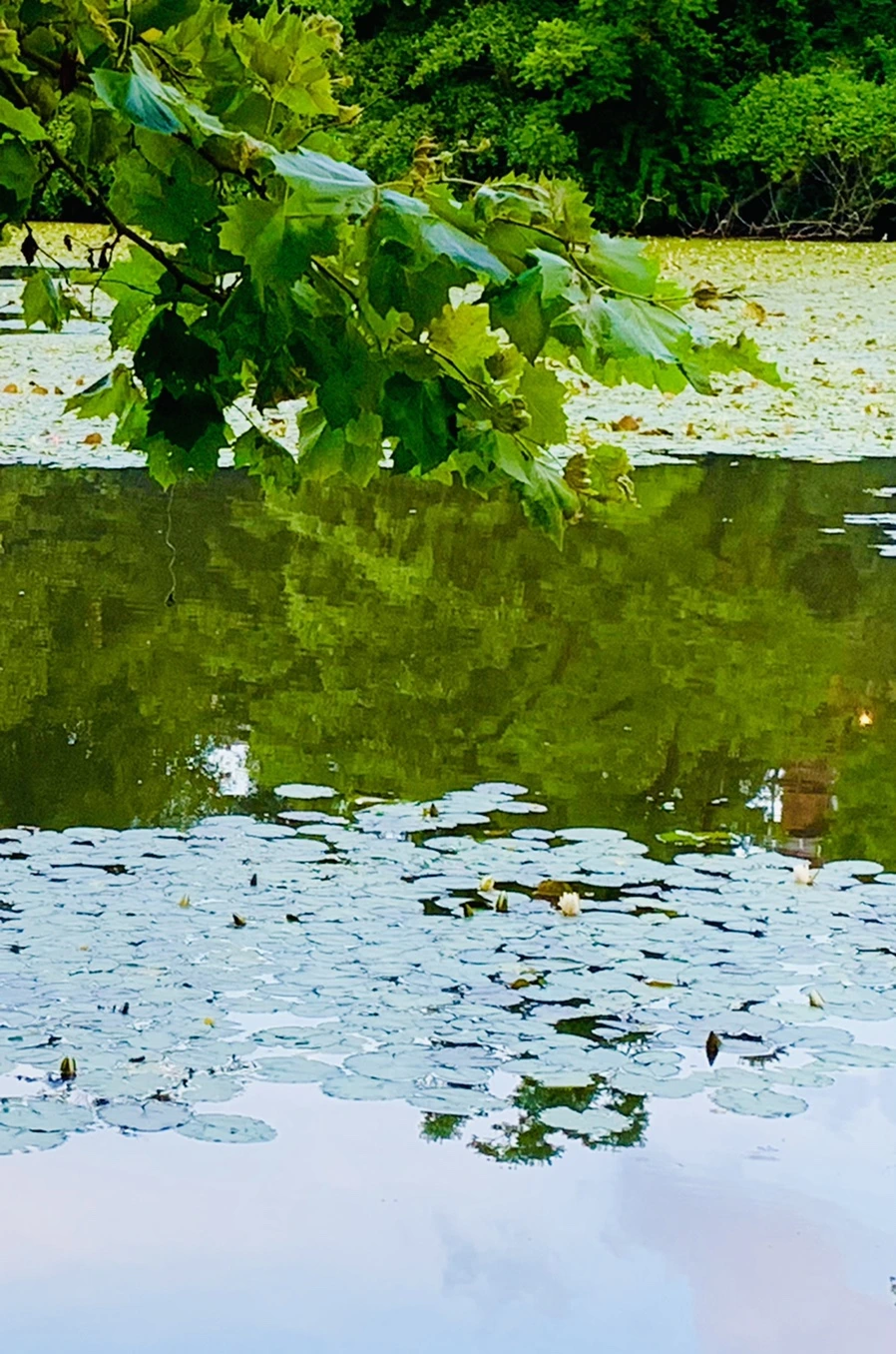 IMG_2976.jpg?type=w966