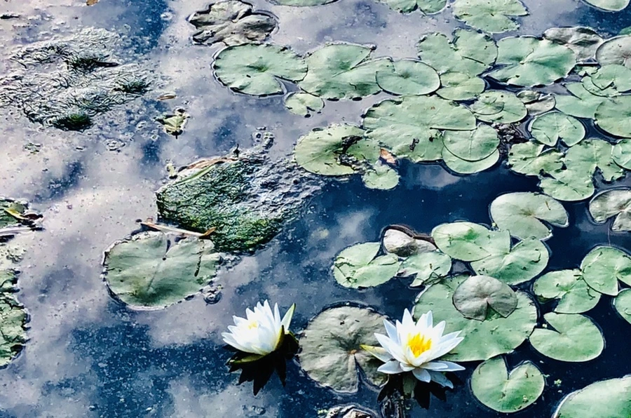 IMG_9238.jpg?type=w966