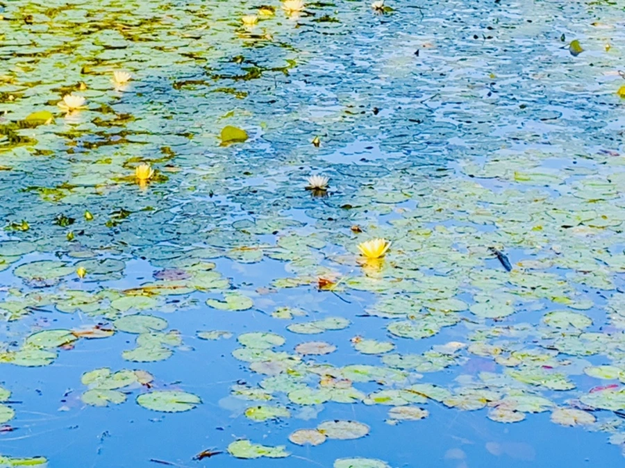 IMG_4328.jpg?type=w966