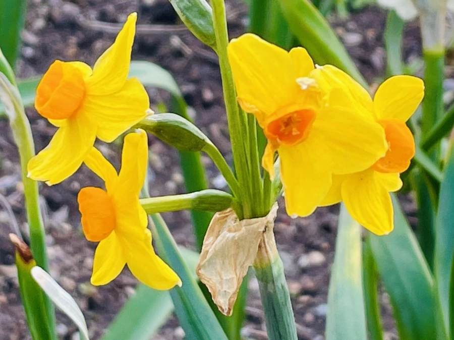 IMG_0385.jpg?type=w966