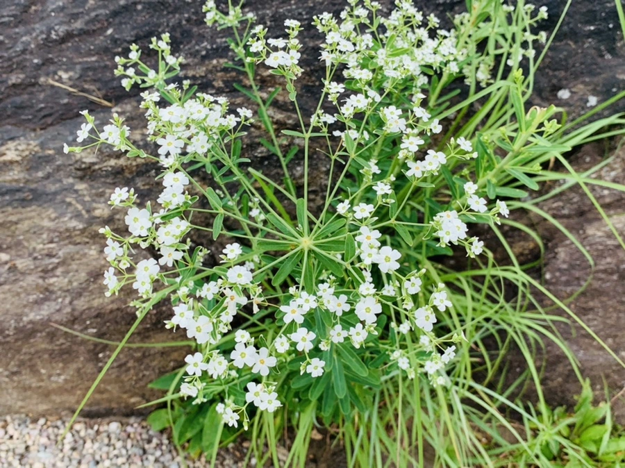 IMG_2659.jpg?type=w966