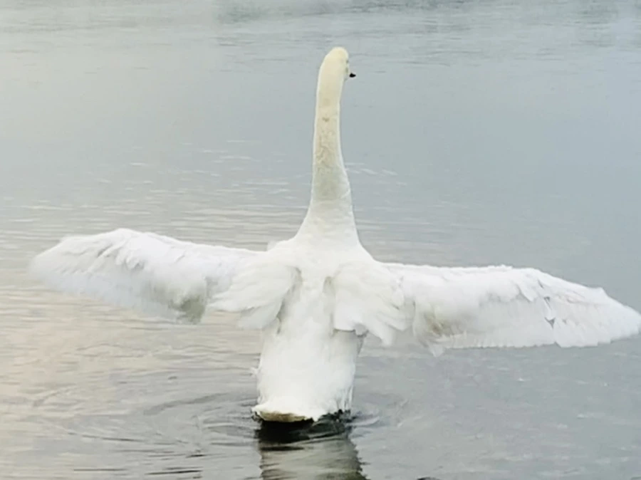 IMG_0294.jpg?type=w966