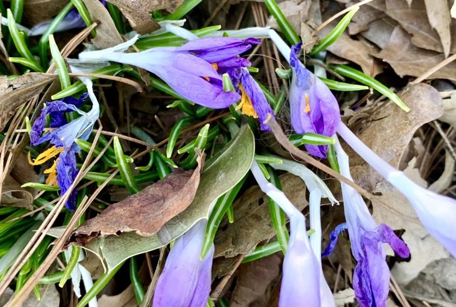 IMG_1451.jpg?type=w966