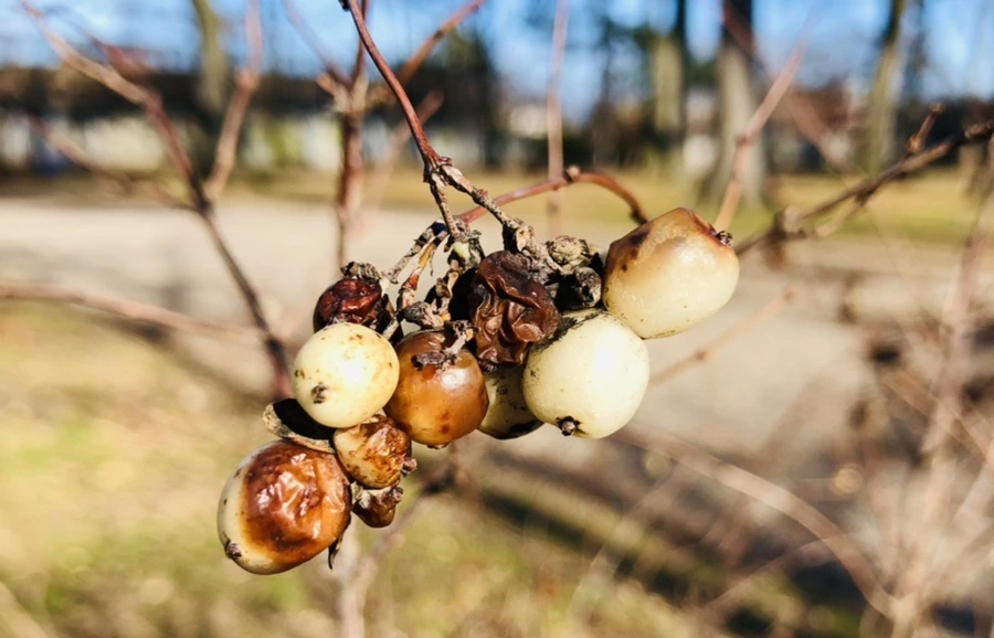 IMG_9813.jpg?type=w966