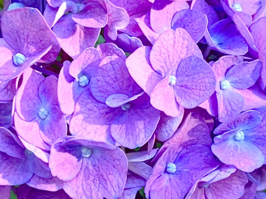 IMG_8766.jpg?type=w966