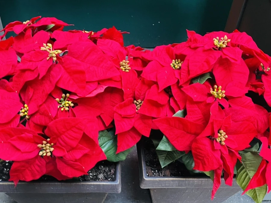 IMG_6695.jpg?type=w966