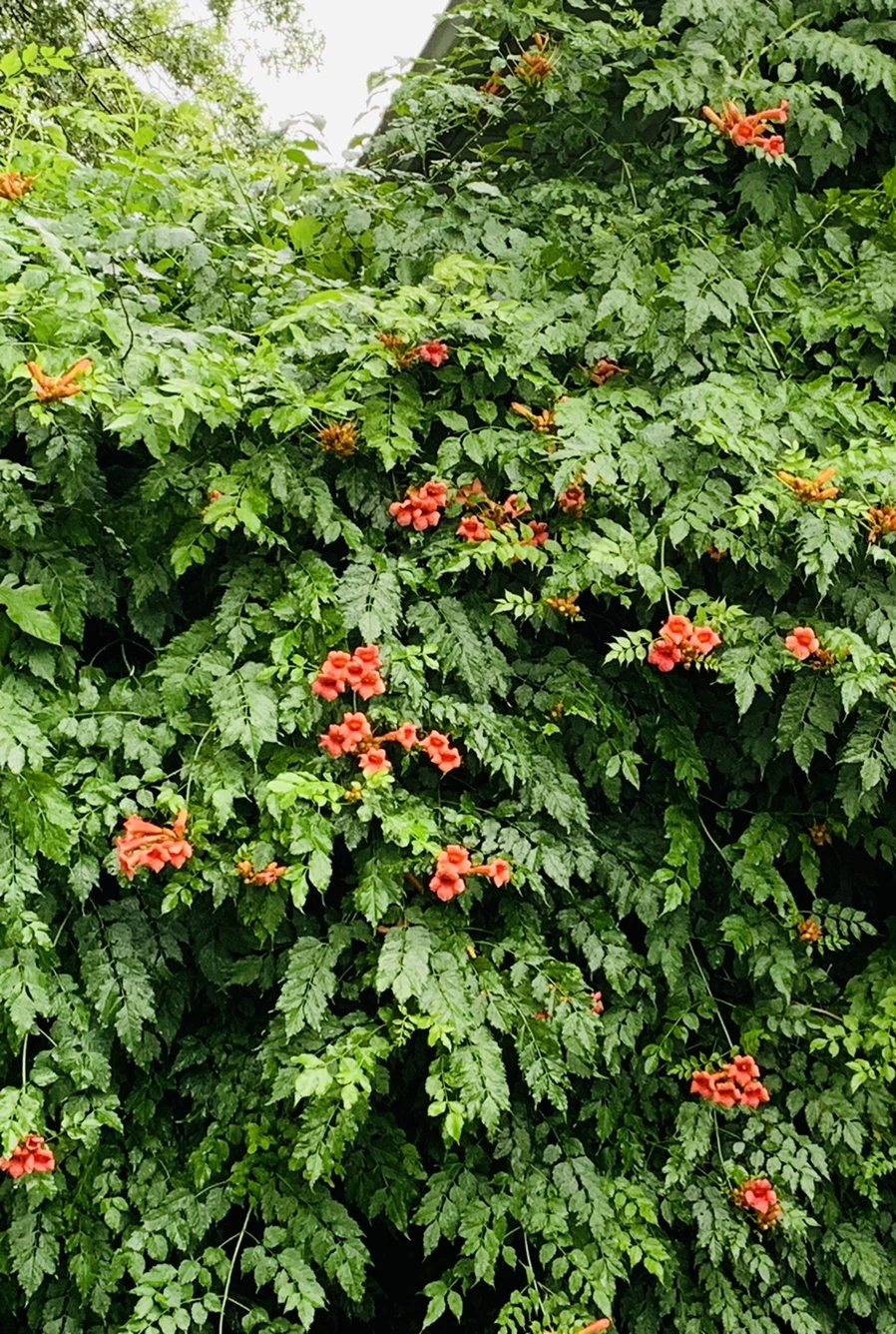 IMG_0065.jpg?type=w966