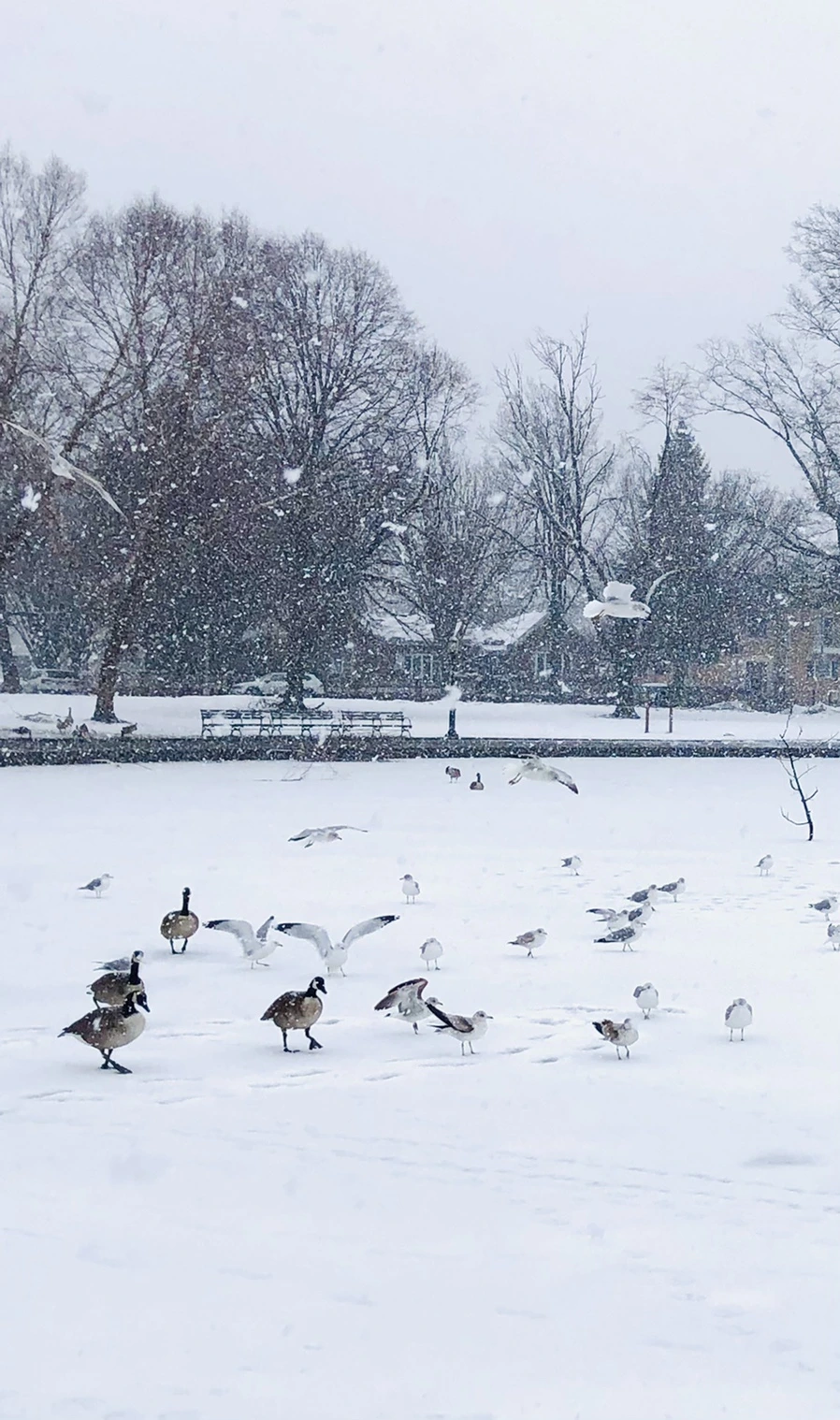 IMG_4038.jpg?type=w966