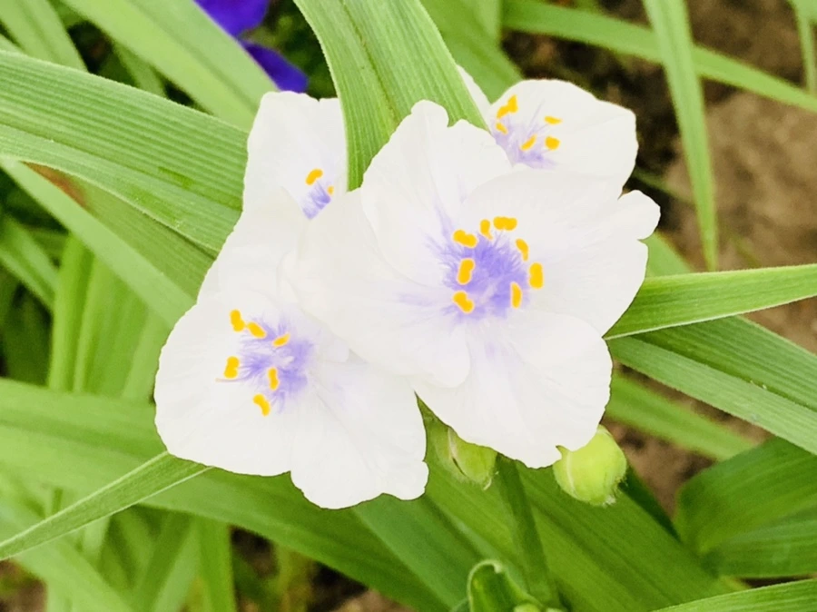 IMG_4800.jpg?type=w966