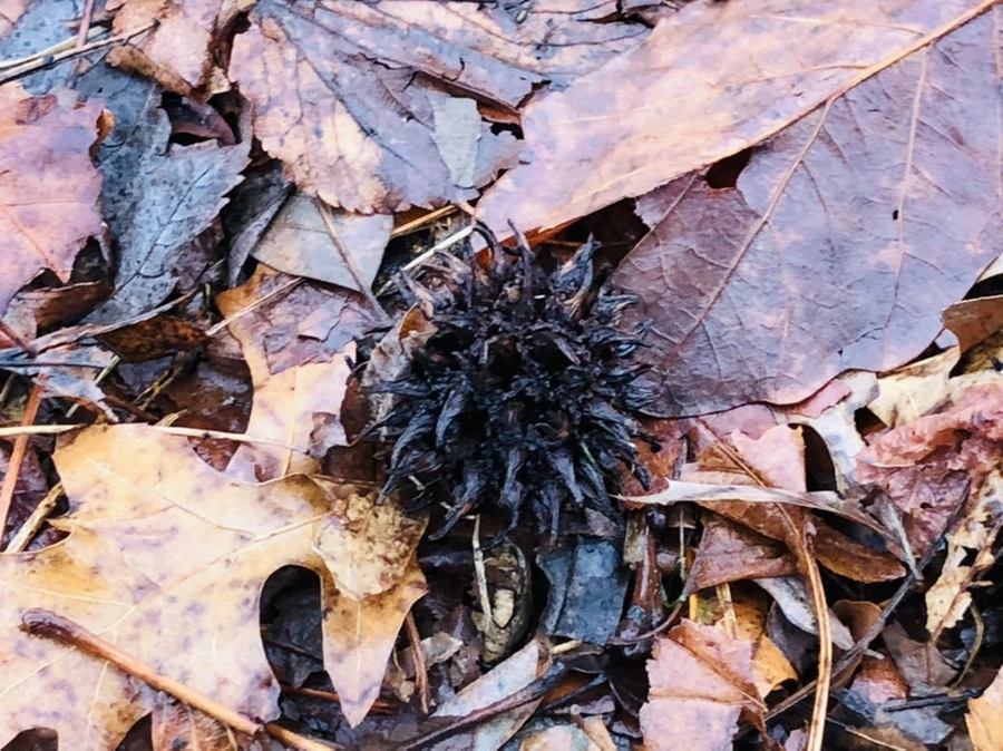 IMG_8114.jpg?type=w966