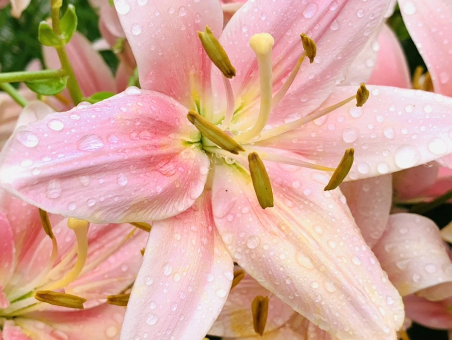 IMG_8984.jpg?type=w966