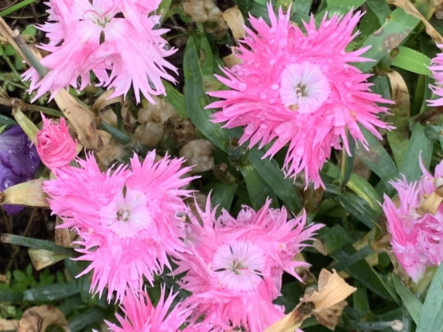 IMG_1028.jpg?type=w966