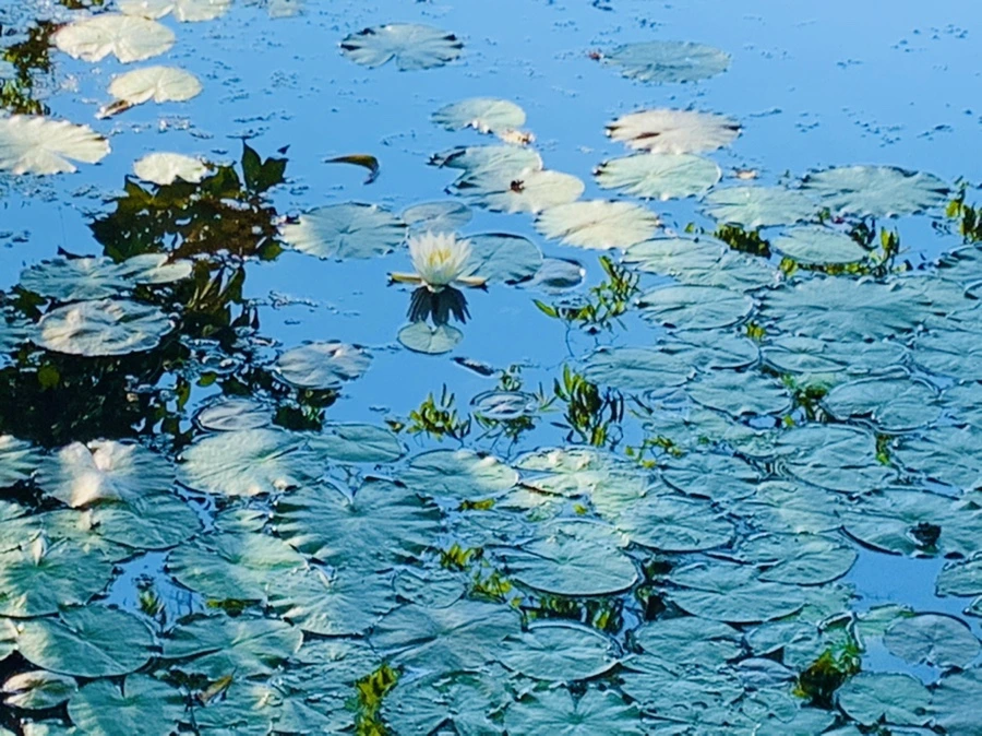 IMG_4255.jpg?type=w966