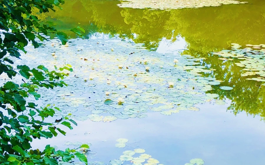 IMG_4907.jpg?type=w966