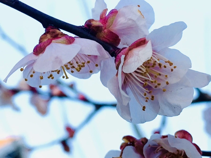 IMG_2271.jpg?type=w966