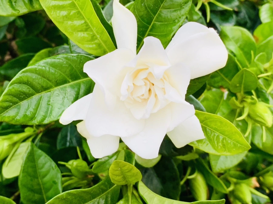 IMG_3958.jpg?type=w966