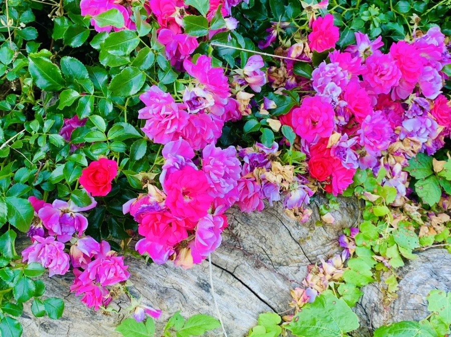 IMG_4774.jpg?type=w966