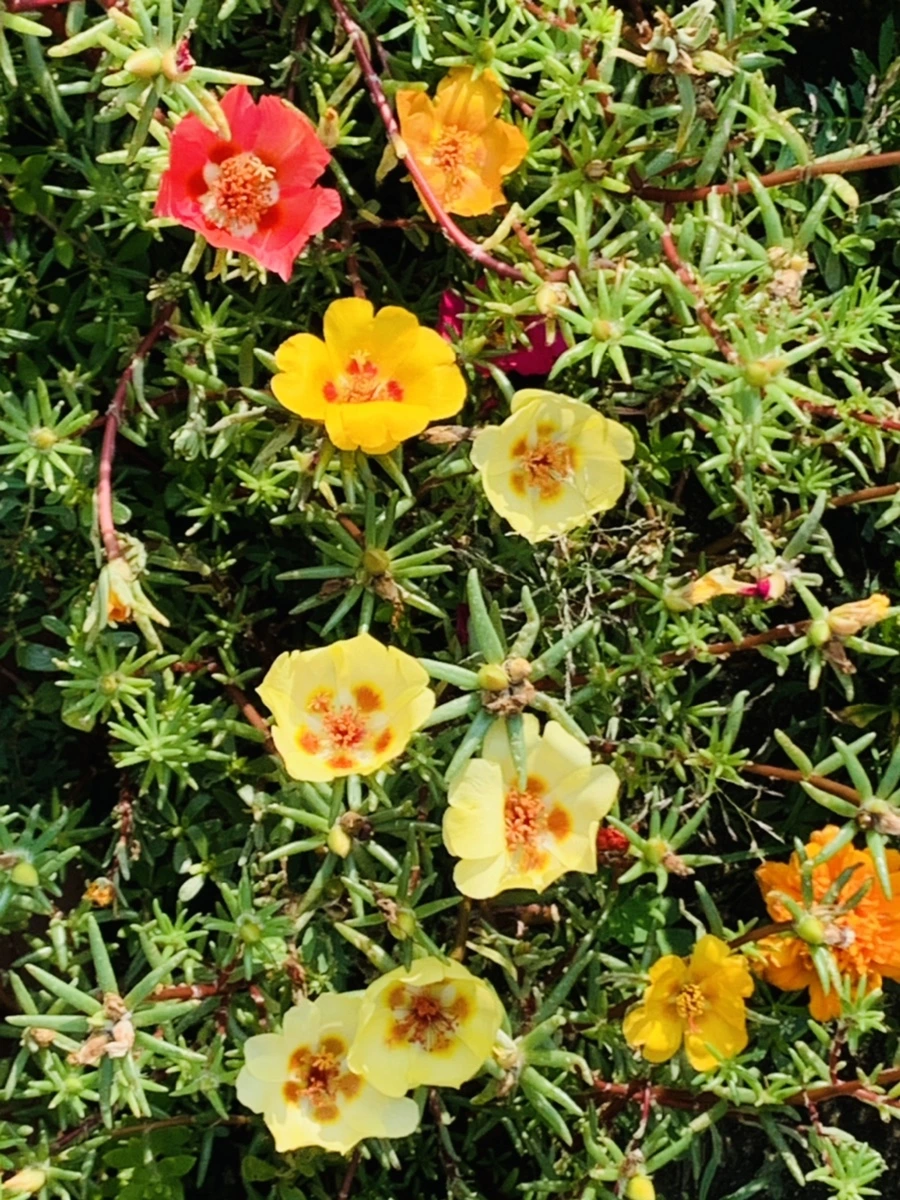 IMG_6665.jpg?type=w966