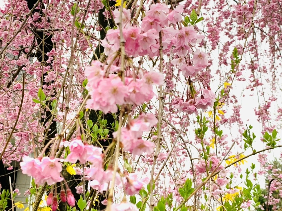 IMG_0821.jpg?type=w966