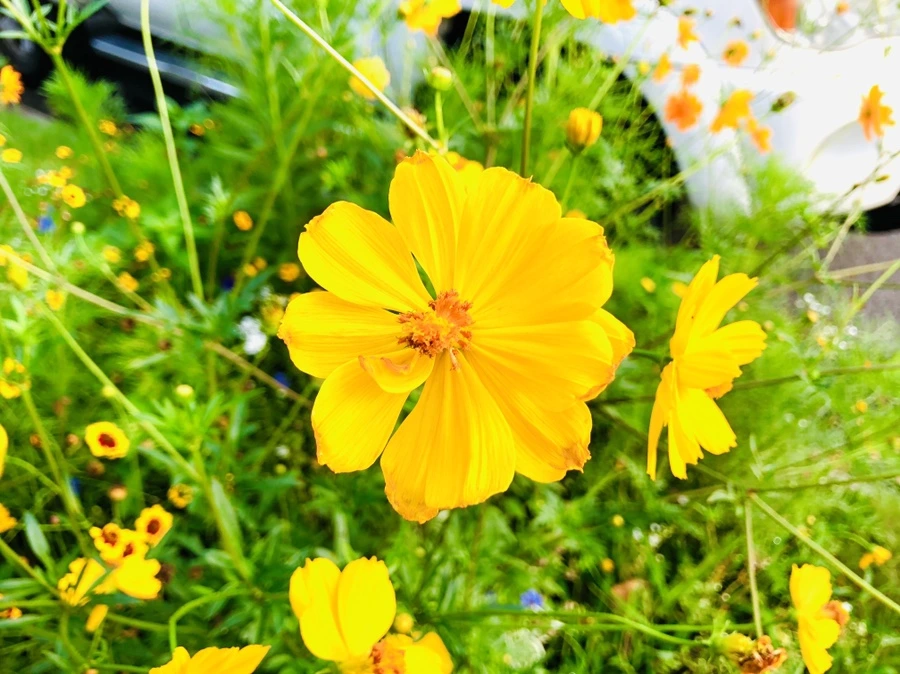 IMG_4583.jpg?type=w966