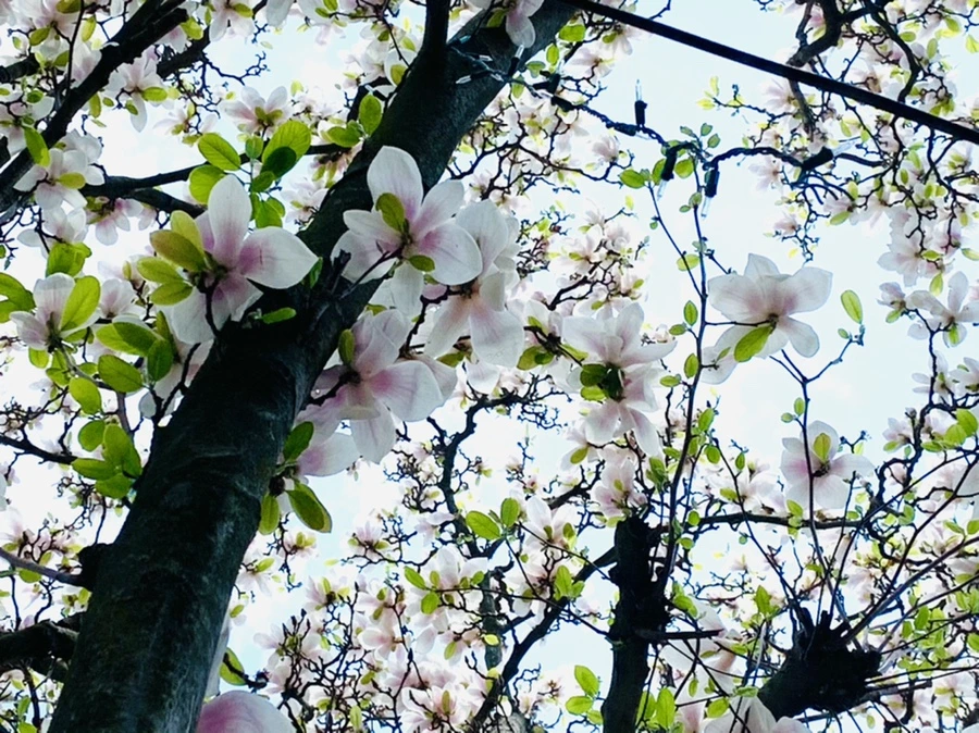 IMG_3909.jpg?type=w966