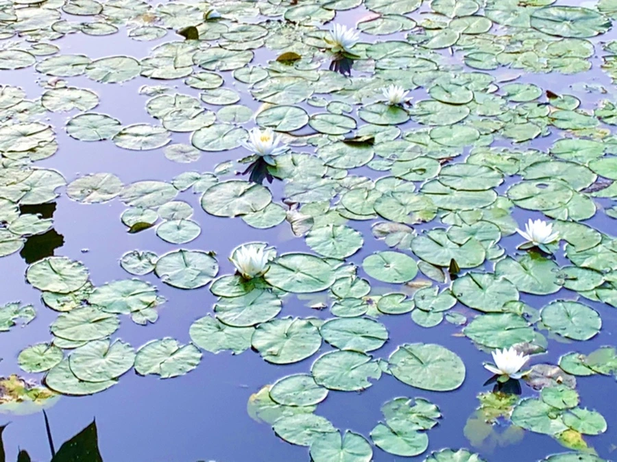 IMG_1067.jpg?type=w966