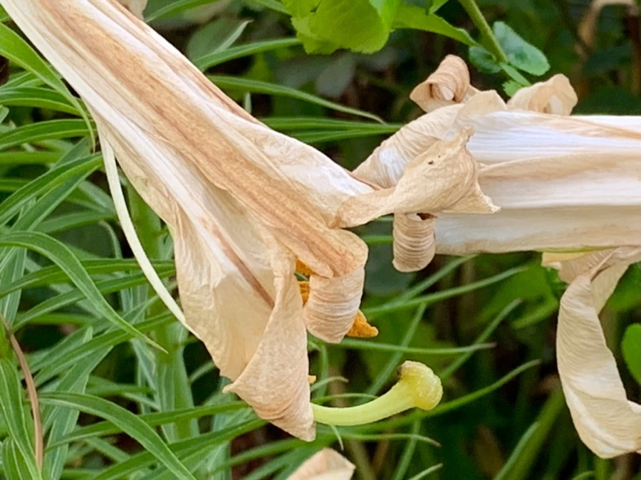 IMG_5931.jpg?type=w966