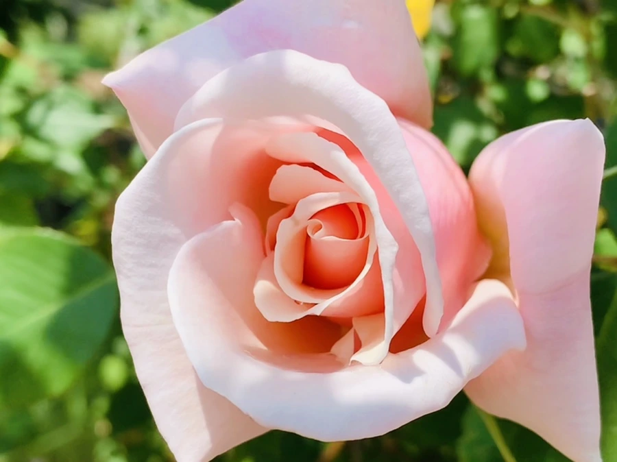 IMG_4290.jpg?type=w966