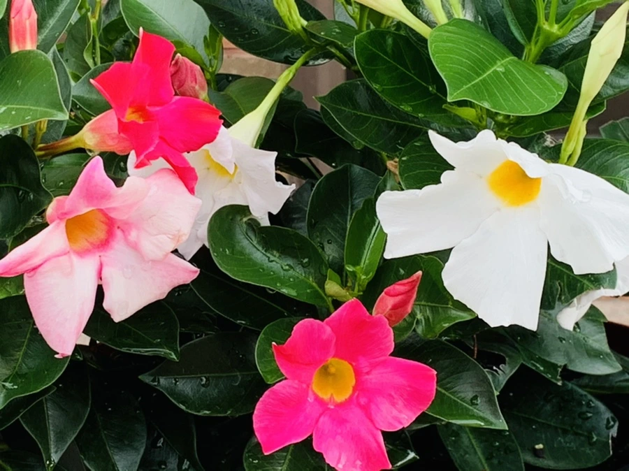 IMG_9047.jpg?type=w966