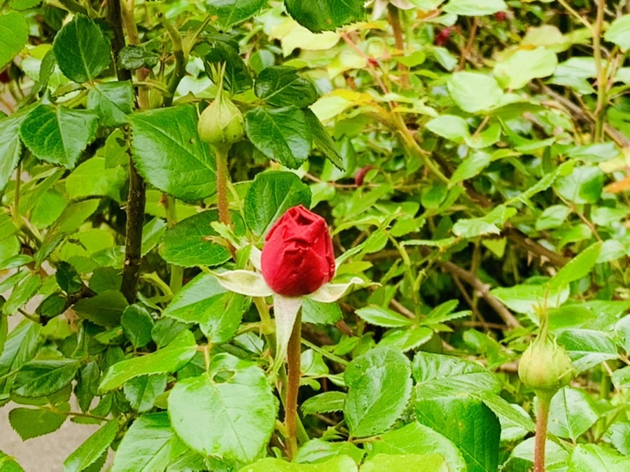 IMG_0975.jpg?type=w966