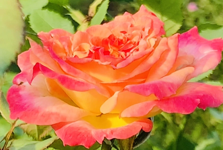 IMG_1216.jpg?type=w966