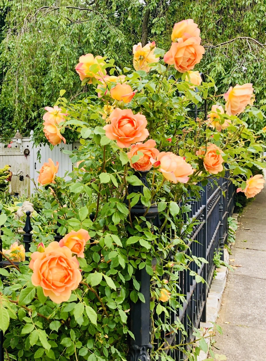 IMG_7553.jpg?type=w966