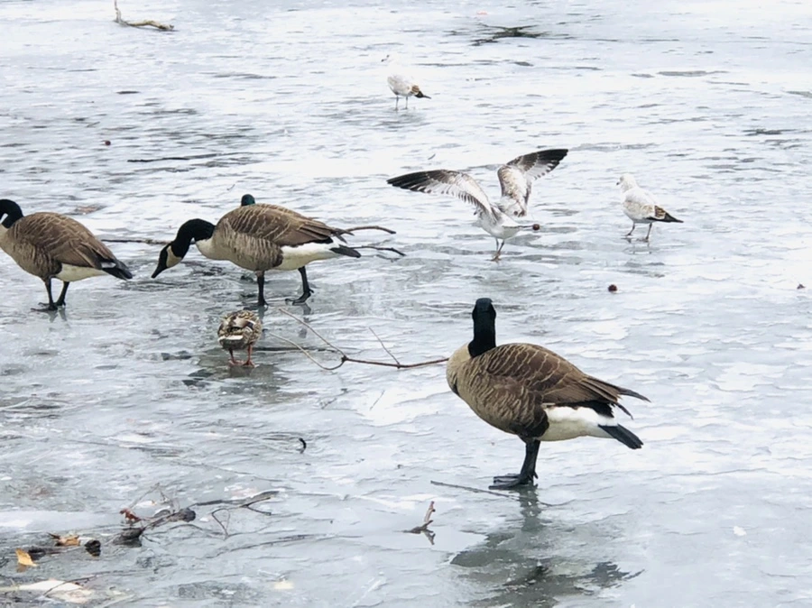 IMG_6173.jpg?type=w966