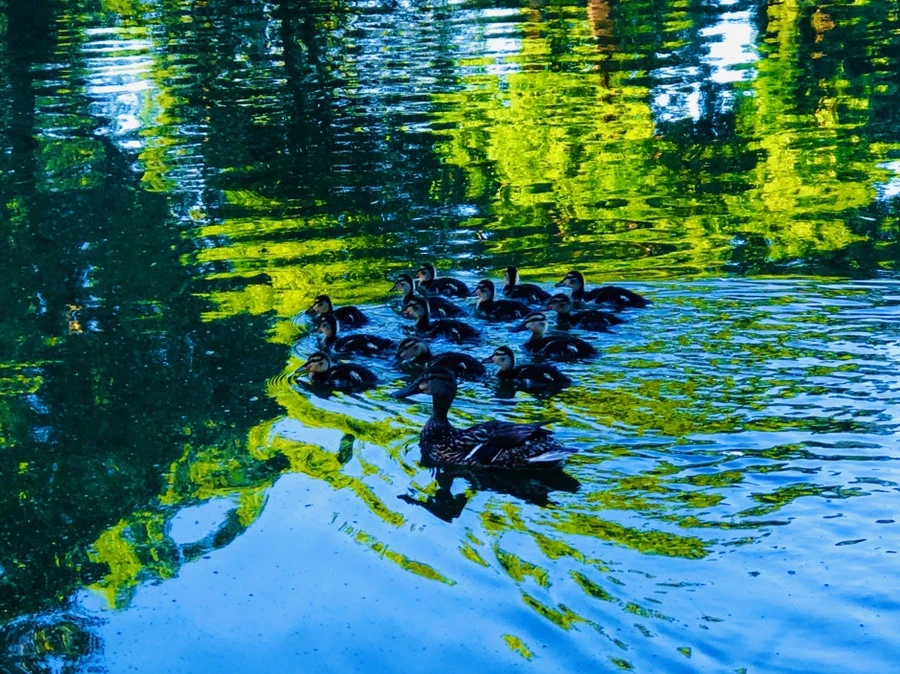 IMG_2732.jpg?type=w966