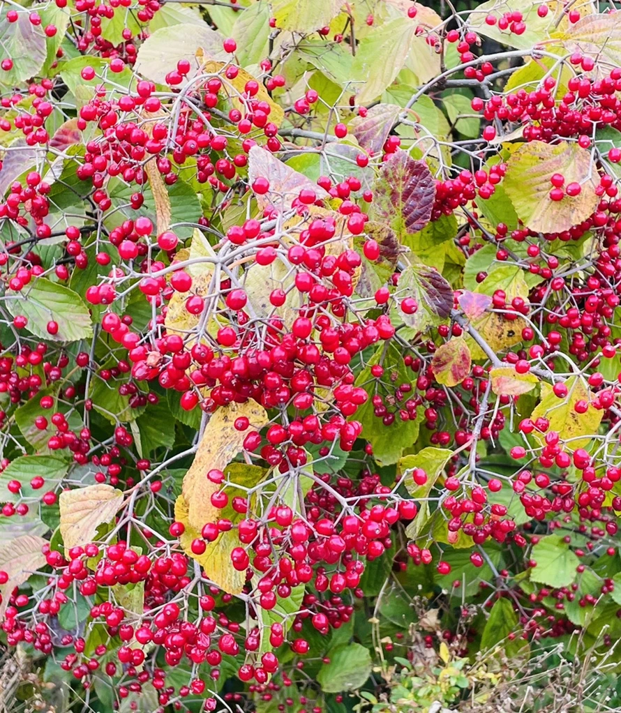 IMG_2336.jpg?type=w966