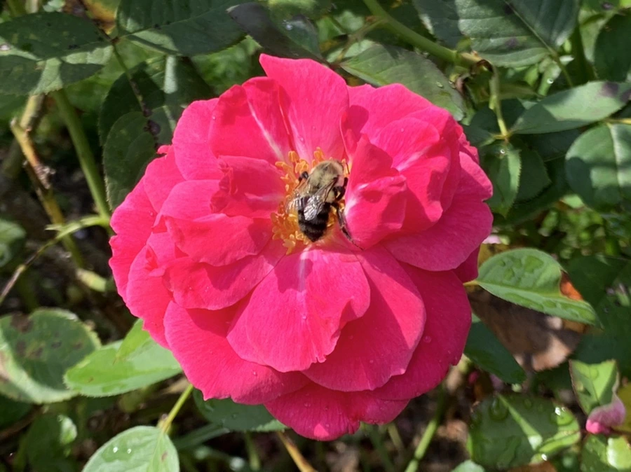 IMG_8489.jpg?type=w966