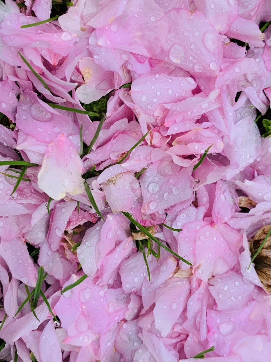 IMG_7256.jpg?type=w966