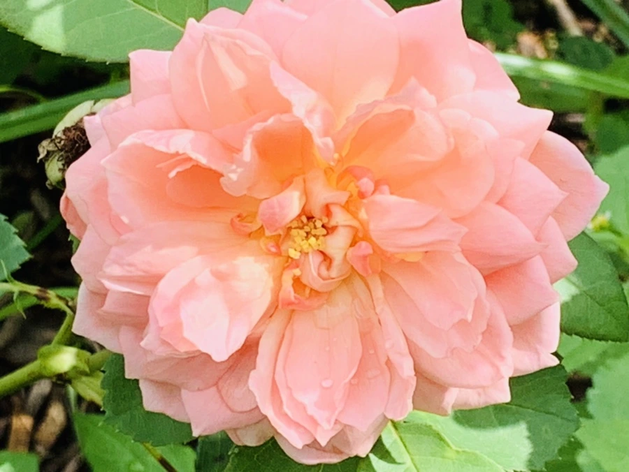 IMG_0473.jpg?type=w966