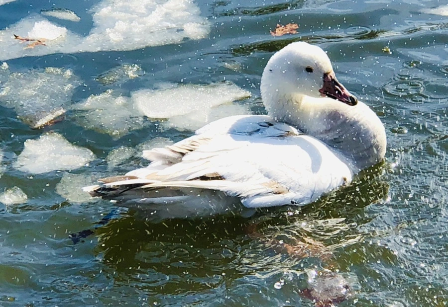 IMG_5347.jpg?type=w966