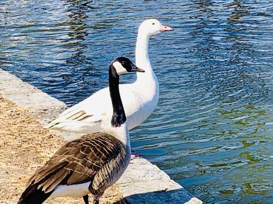 IMG_9940.jpg?type=w966