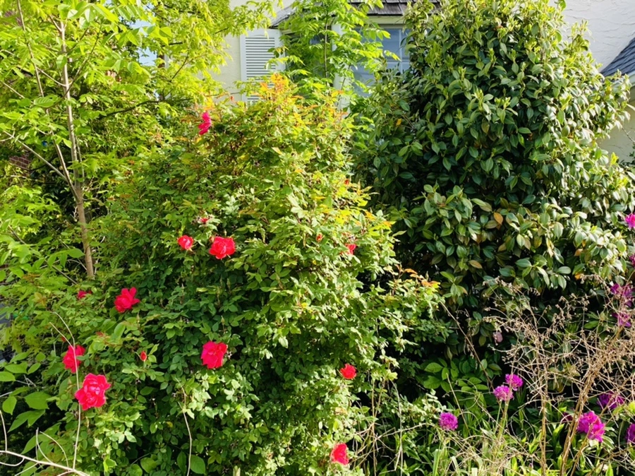 IMG_1089.jpg?type=w966