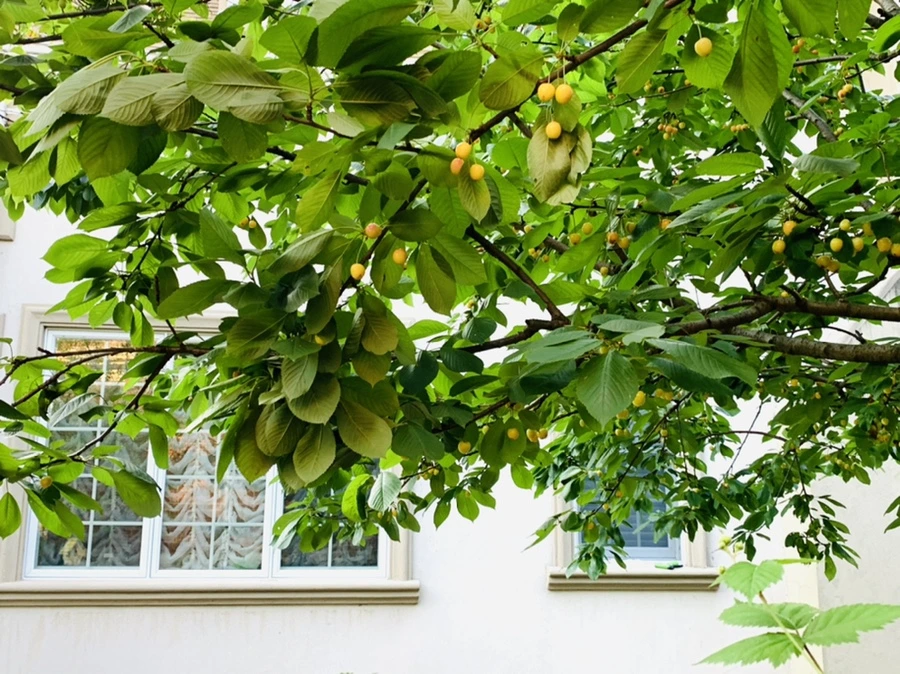 IMG_1491.jpg?type=w966