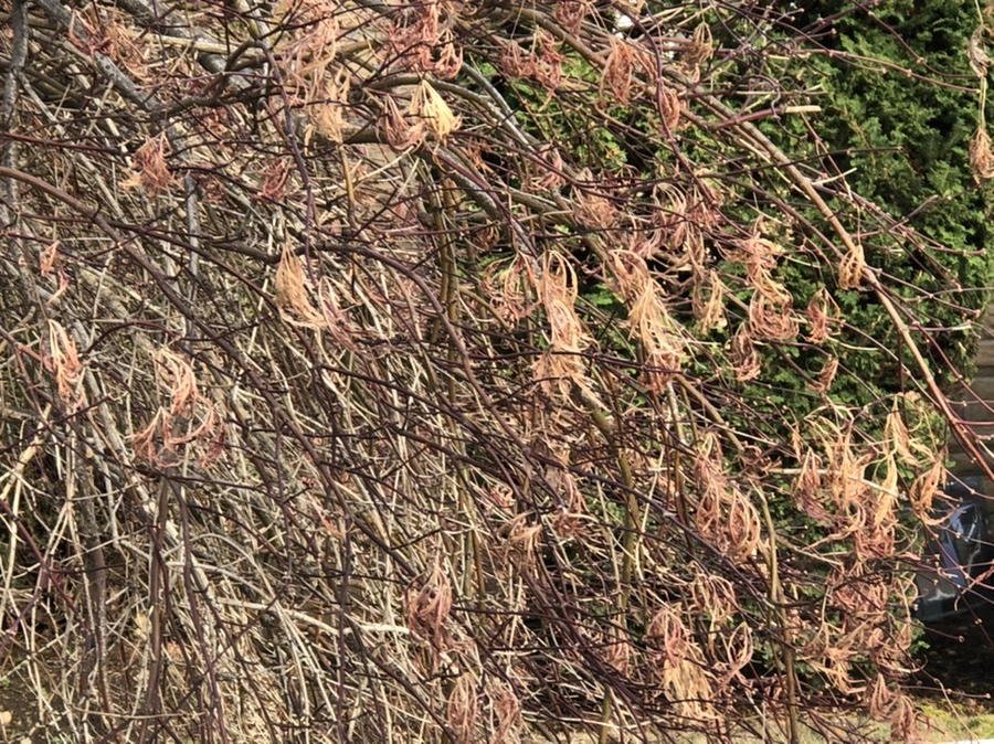 IMG_7996.jpg?type=w966