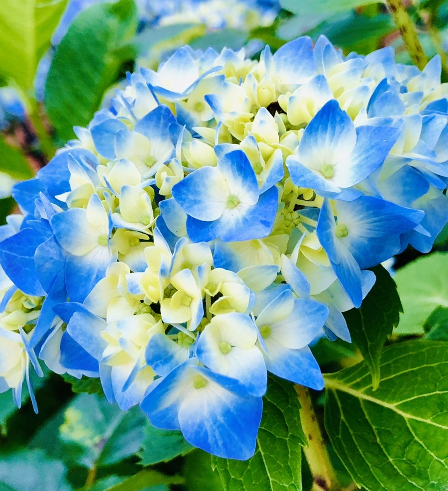 IMG_8400.jpg?type=w966