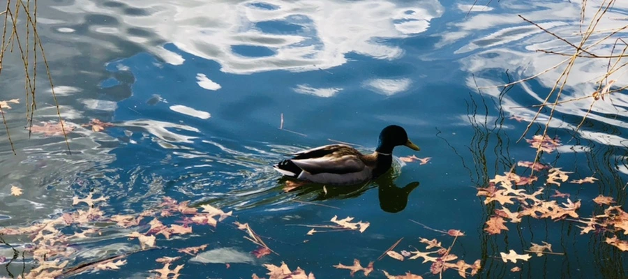 IMG_4340.jpg?type=w966